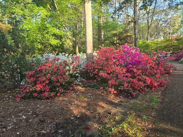 Ruby M. Mize Azalea Garden - Image 1