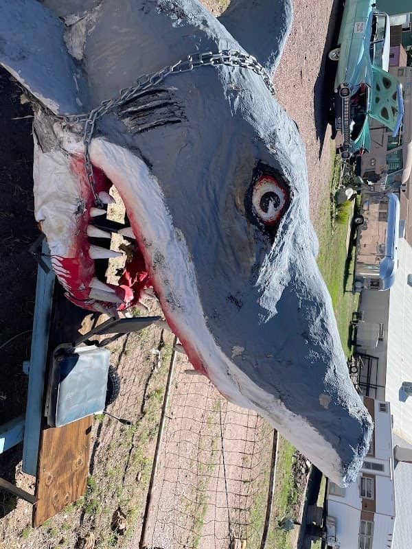 Bakerville Shark - Image 1