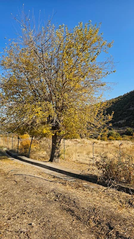 تیا طەهای - Image 1