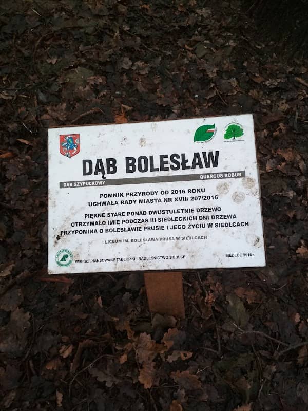 Dąb "Bolesław" (pomnik przyrody) - Image 1