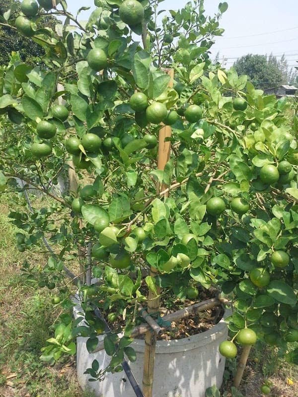 Nantiwat Garden - Image 2