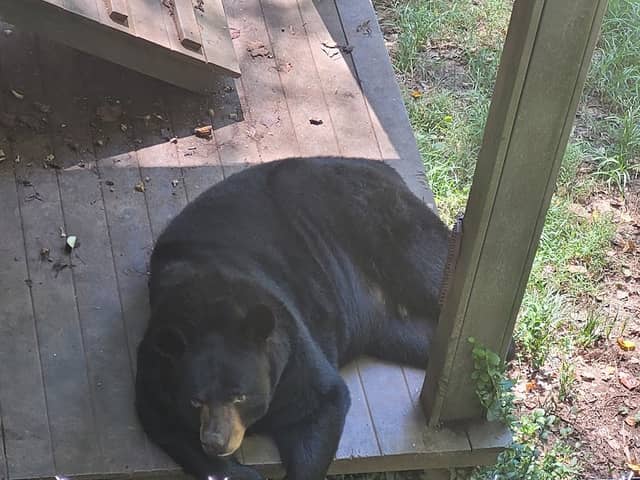 Bear Hollow Zoo - Image 2
