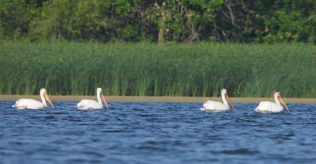 Little Swan Lake - Image 1