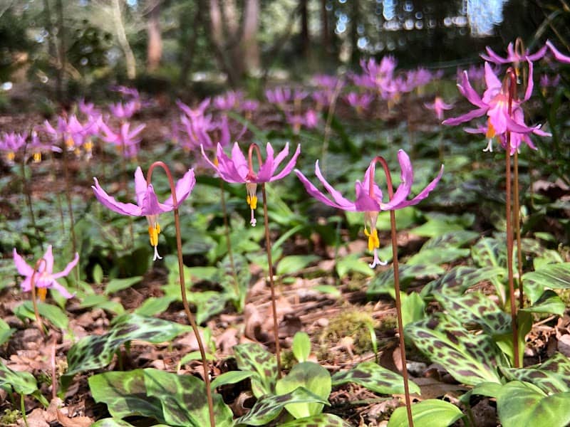 Kruckeberg Botanic Garden - Image 1