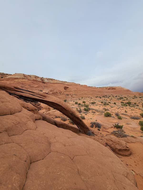 Cobra Arch - Image 3