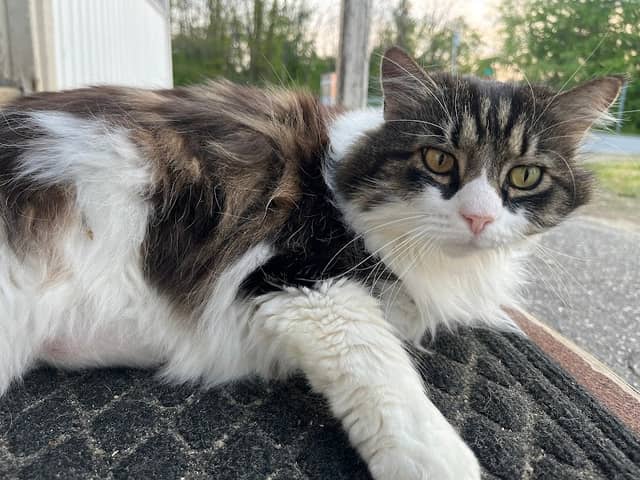 Sebastian The Cat - Image 1
