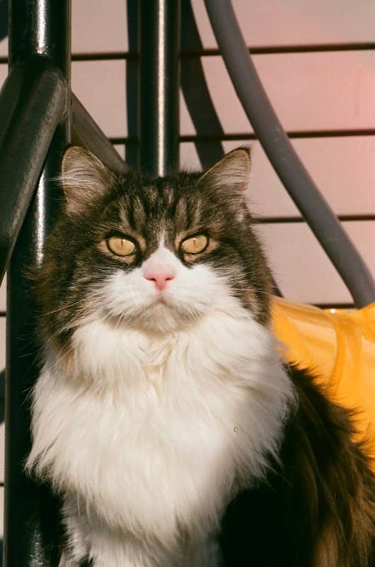 Sebastian The Cat - Image 3