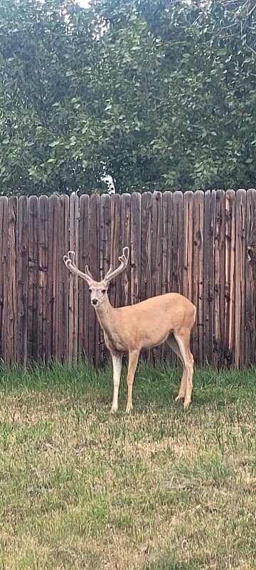 Deer Trail Park - Image 2