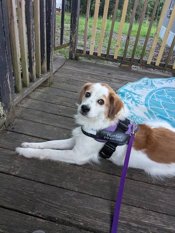 Dog Park at Love's Travel Stops - Image 1