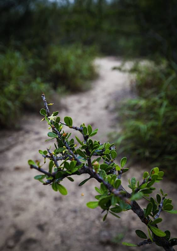 Lower Rio Grande Valley National Wildlife Refuge - La Puerta Tract - Image 1