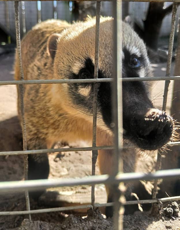 Messingham Zoo - Image 2