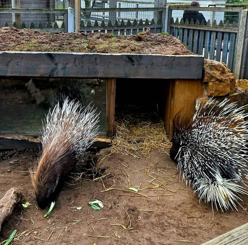 Messingham Zoo - Image 1