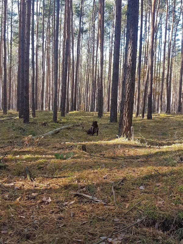 Hundeauslauffläche Fürstenwalde Nord - Image 1