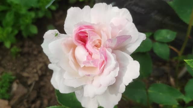 Rosarium Rathewalde - Image 1