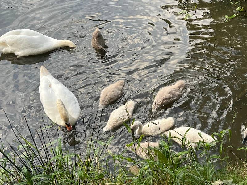 Skelton Wildlife Pond - Image 1