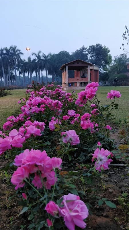 Rose Garden - Image 1