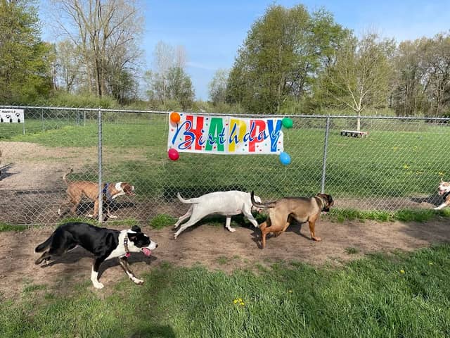 Island City Dog Park - Image 2