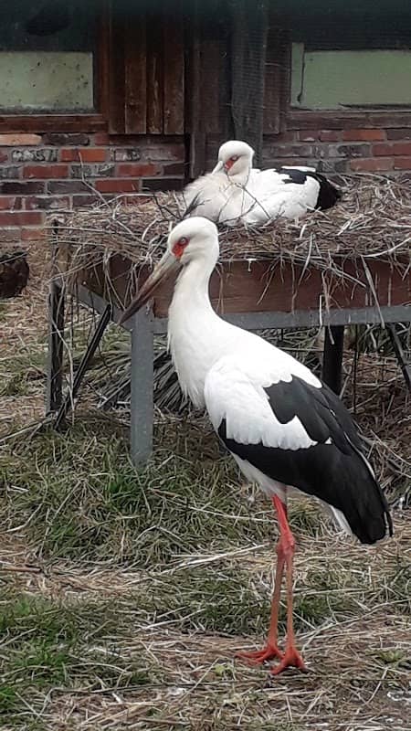 Vogelgarten Storch & Co in Peitz - Image 1