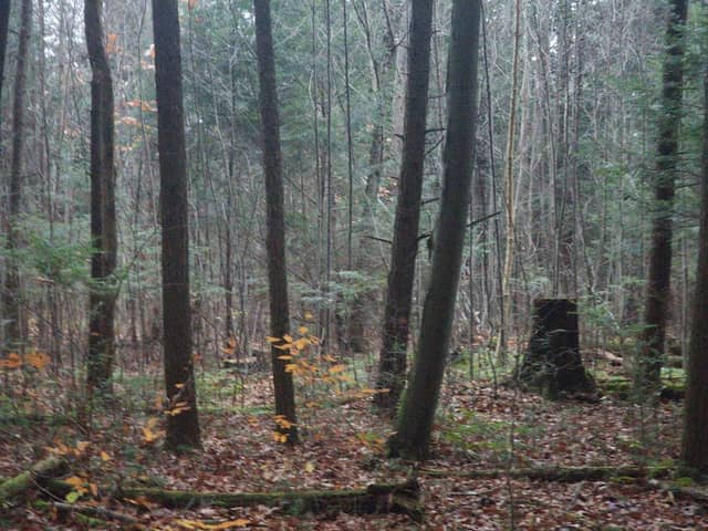 Ushers Road State Forest - Image 3