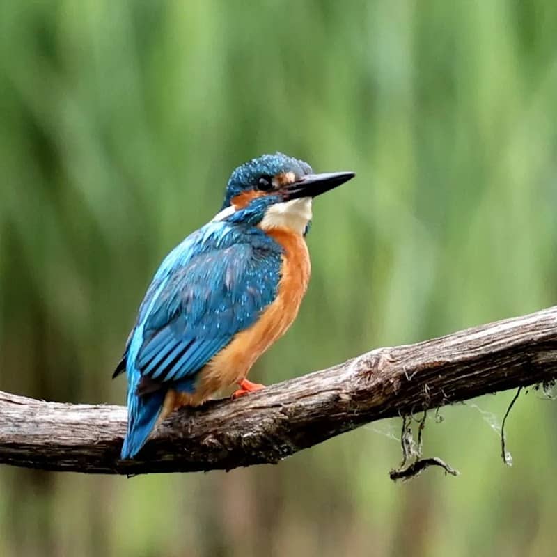 Teifi Marshes Nature Reserve - Image 1