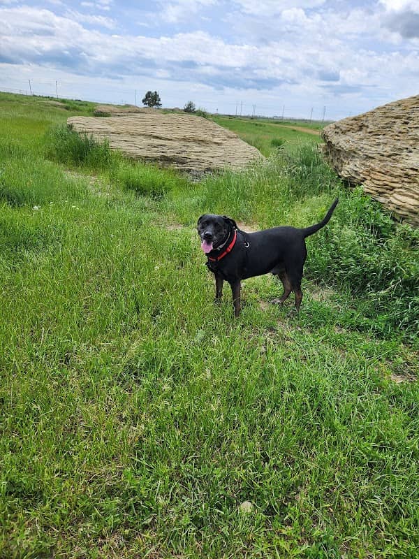 High Sierra Dog Park - Image 1