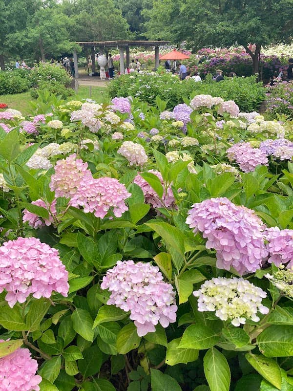 Tonboike Park - Image 1
