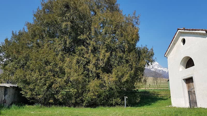 Tasso secolare - Image 1