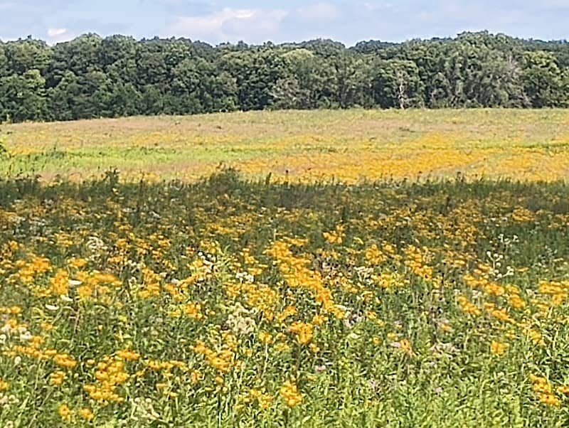 Midewin National Tallgrass Prairie - Image 3