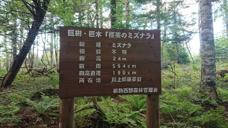 標茶のミズナラ - Image 1
