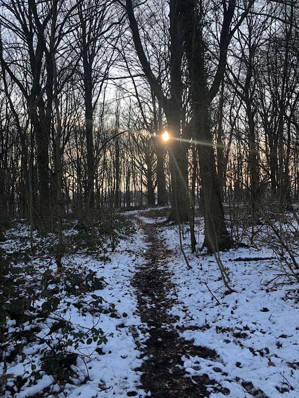 Het Oude Bos (D'r Ouwe Bösj) - Image 1