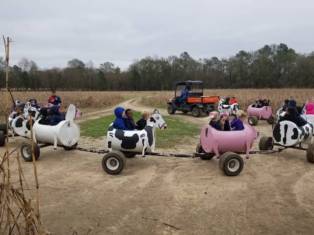 CM Farms - Louisiana Strawberry Farm and Pumpkin Patch - Image 2