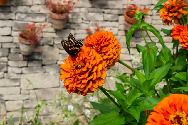 Hilltop Garden and Nature Center - Image 1