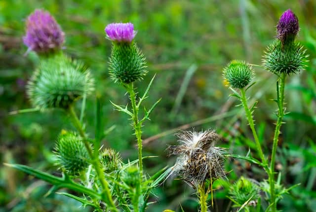 Hilltop Garden and Nature Center - Image 2