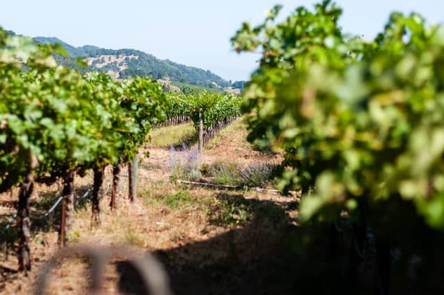 O'Brien Estate Winery - Image 1