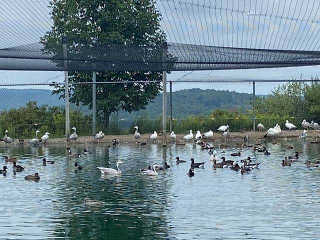 Gooseneck Hill Waterfowl Sanctuary - Image 1