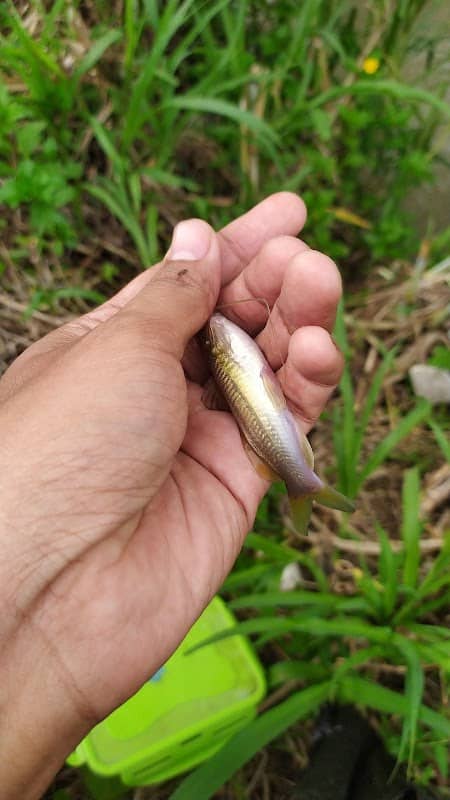 Spot mancing garitel kasta tertinggi - Image 1