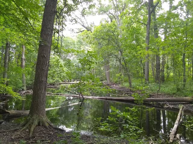 Miller-Smith Preserve - Image 2