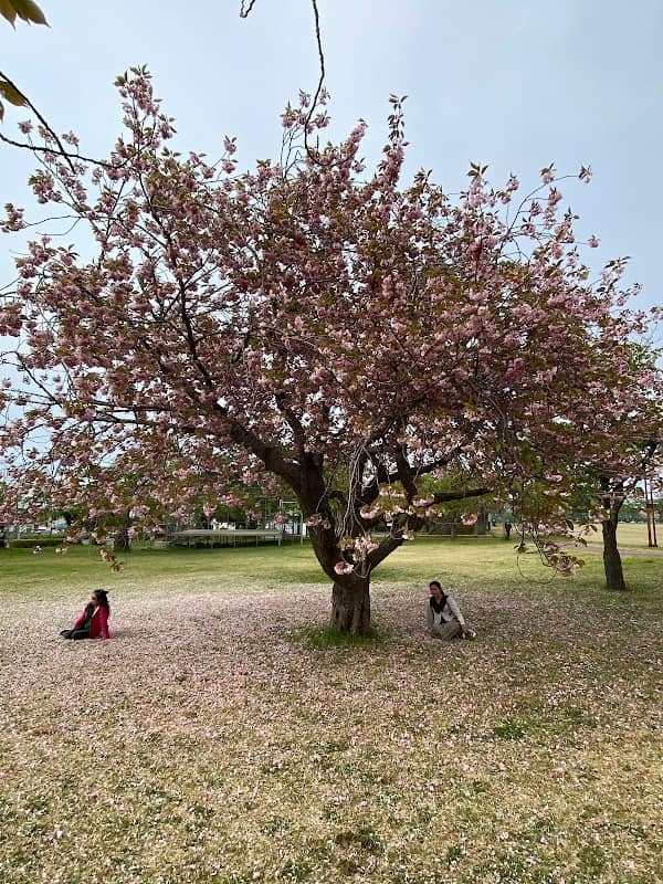 Aobaoka Park - Image 2