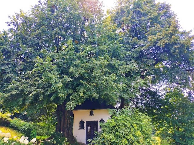 Pomnik przyrody - lipy - Image 1