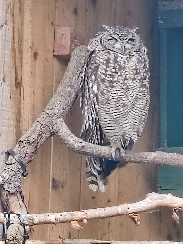 Scottish Owl Centre - Image 3