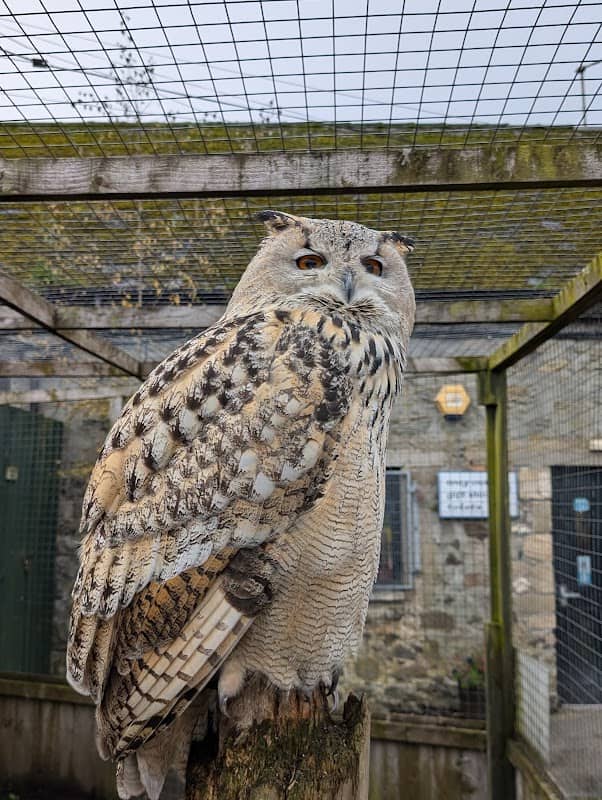 Scottish Owl Centre - Image 2
