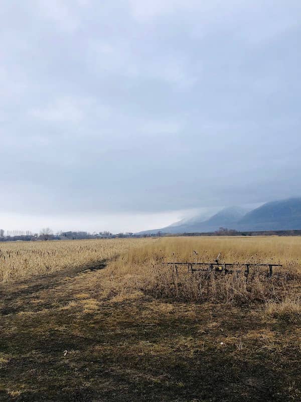 Bear River Bottom Pheasant Hunting - Image 1