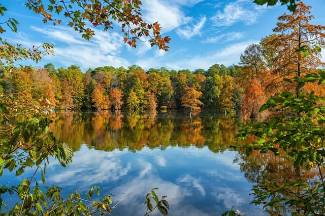 Trap Pond State Park - Image 1