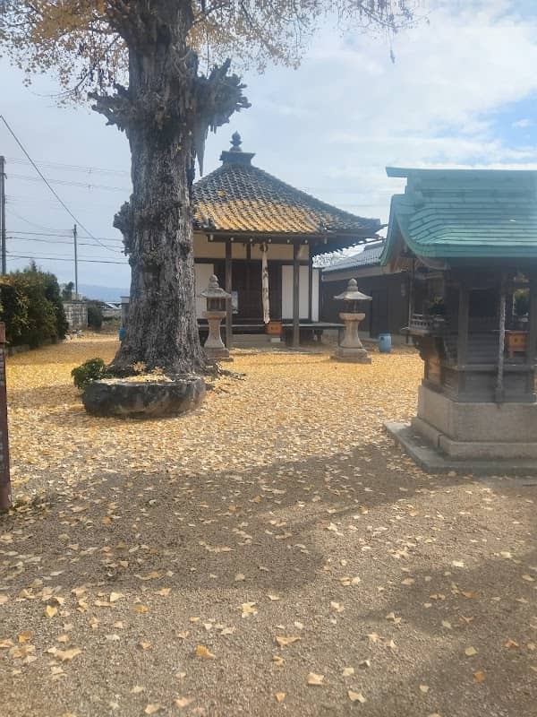 巖島神社の大銀杏 - Image 1