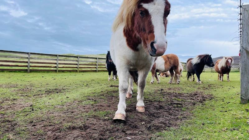 Carol's Ponies - Image 1