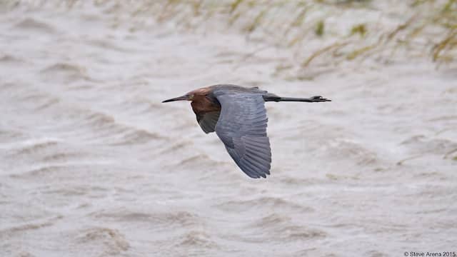 Calcasieu Ship Channel (Birding) - Image 1