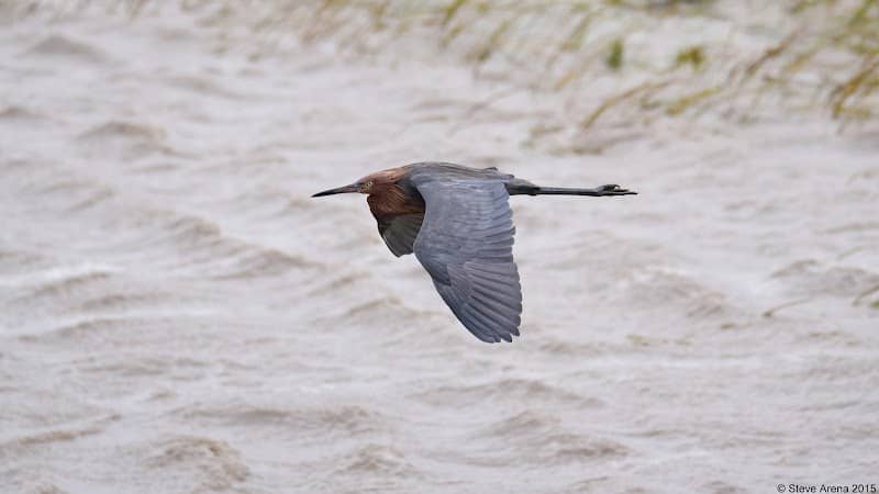 Calcasieu Ship Channel (Birding) - Image 1