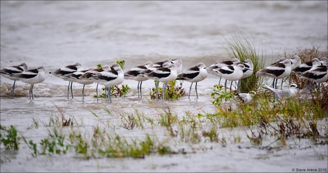Calcasieu Ship Channel (Birding) - Image 3