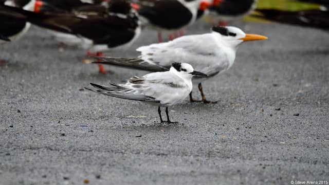 Calcasieu Ship Channel (Birding) - Image 2
