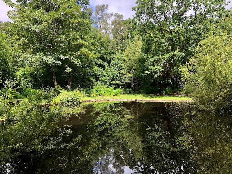 Duck Pond - Image 1